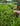 Close-up of hands picking fresh tea leaves