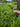 Close-up of hands picking fresh tea leaves